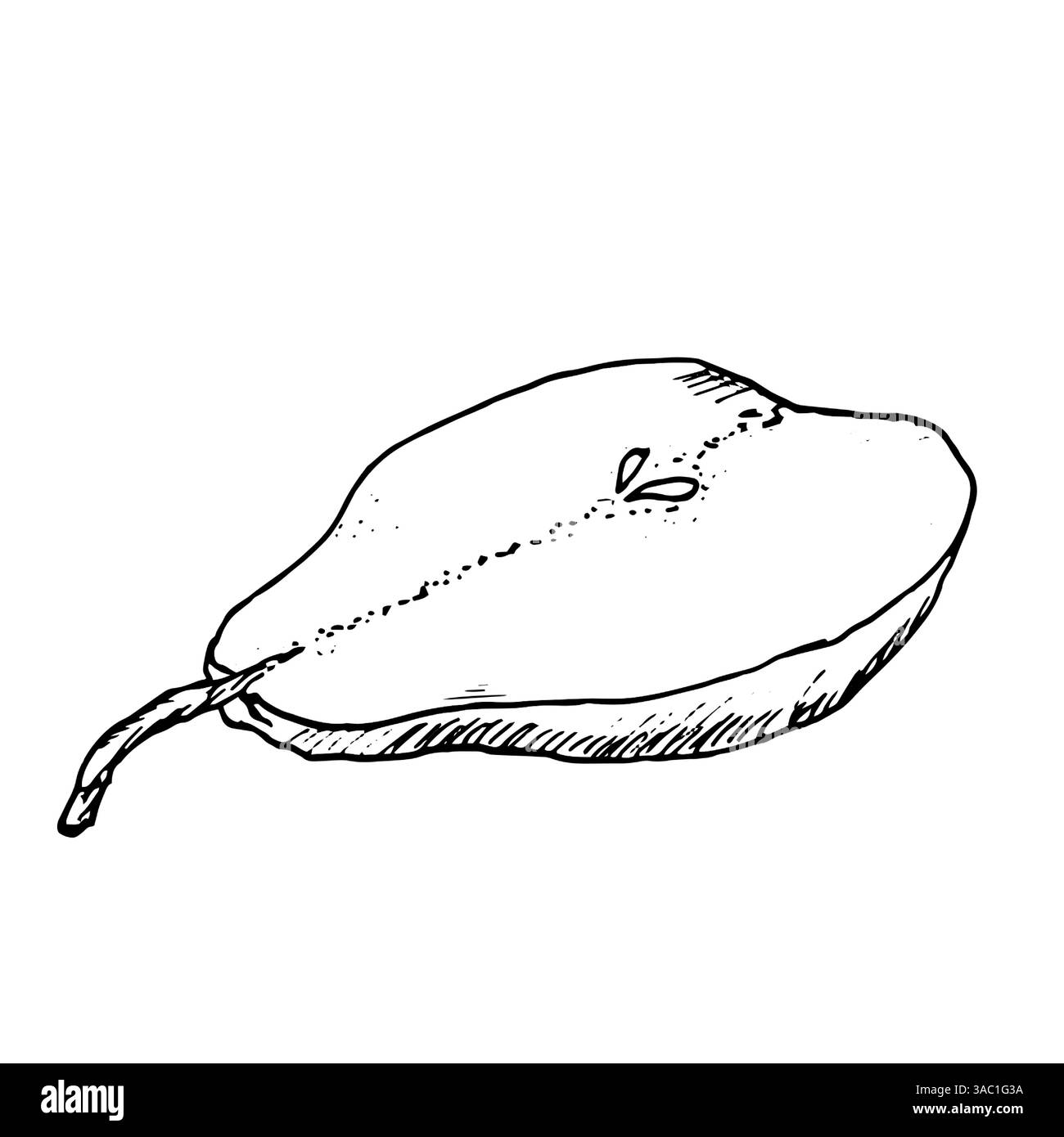 Mezza pera matura con ramoscello e semi, abbozzo. Illustrazione vettoriale. Disegnato a mano, isolato su sfondo bianco. Disegno a inchiostro bianco e nero di un Illustrazione Vettoriale