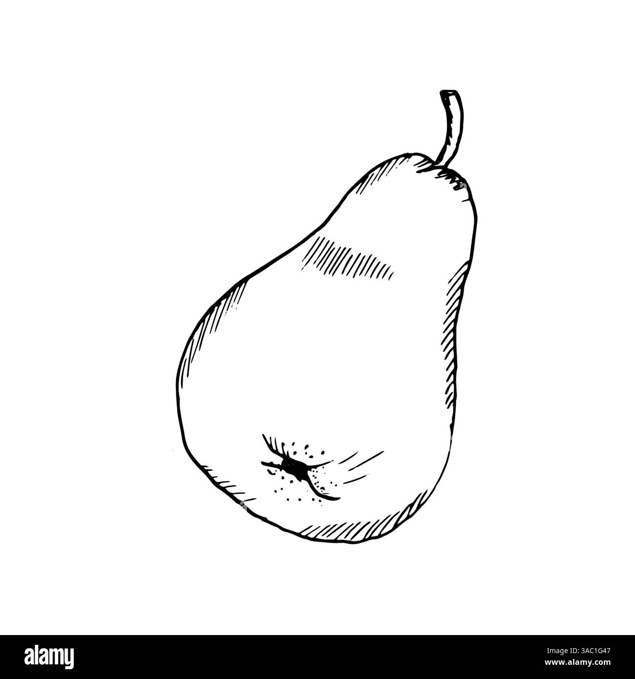 Pera matura con un piccolo ramoscello, schizzo a inchiostro. Illustrazione vettoriale. Disegnato a mano, isolato su sfondo bianco. Disegno in bianco e nero in uno stile semplice Illustrazione Vettoriale