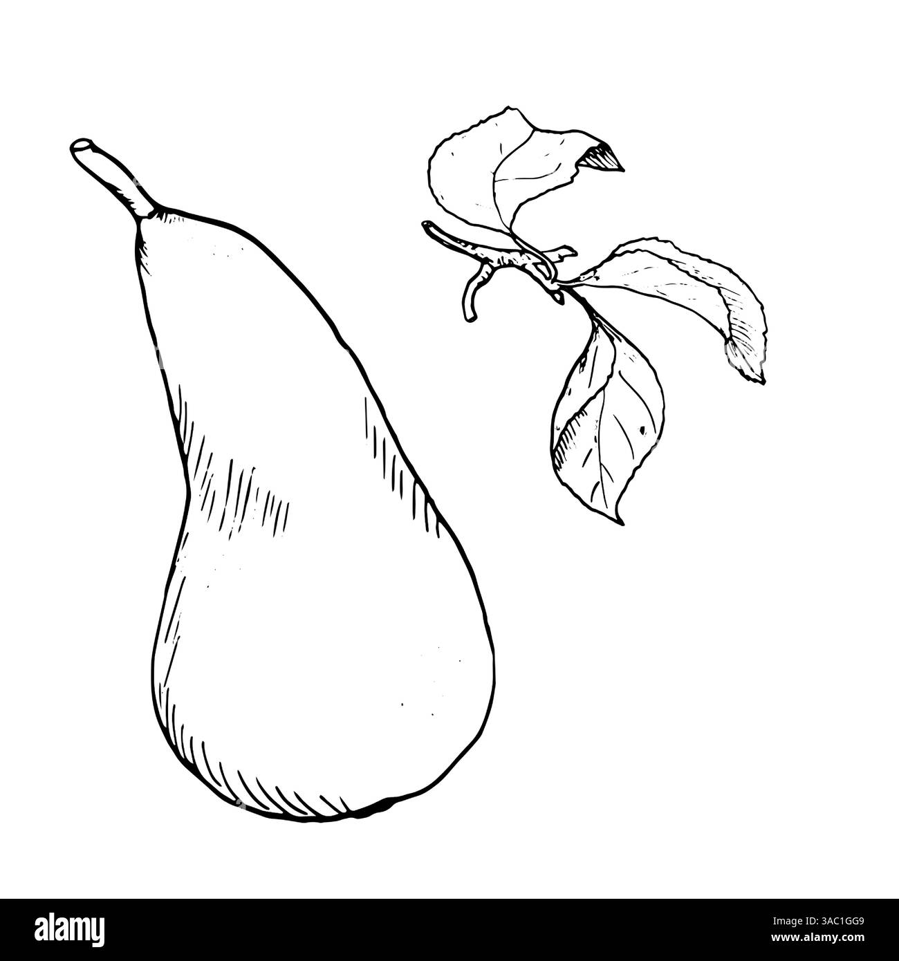 Schizzo di una pera matura e di ramoscelli con foglie. Illustrazione vettoriale. Disegnato a mano, isolato su sfondo bianco. Disegno a inchiostro bianco e nero in un semplice disegno Illustrazione Vettoriale