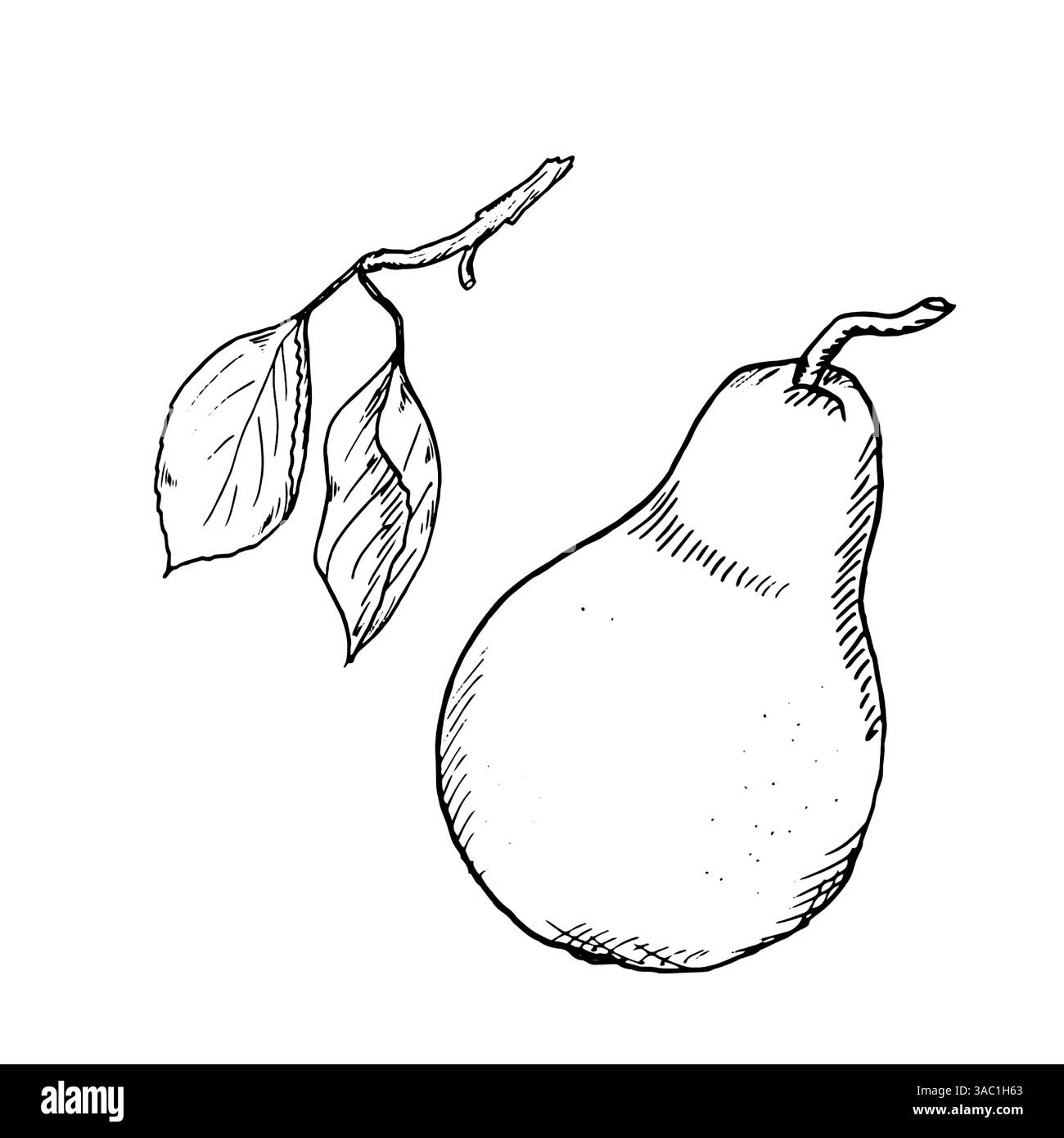 Schizzo di una pera matura e di ramoscelli con foglie. Illustrazione vettoriale. Disegnato a mano, isolato su sfondo bianco. Disegno a inchiostro bianco e nero in un semplice disegno Illustrazione Vettoriale