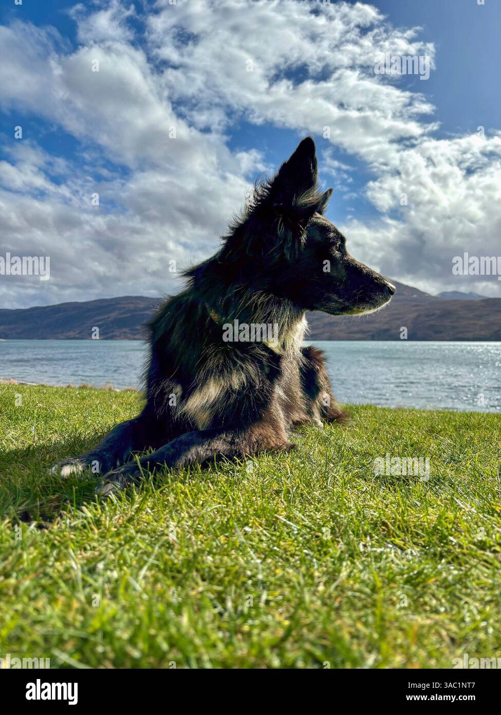 Foto panoramica di un cane nero steso pacificamente sull'erba vicino a un lago sotto un cielo blu Foto Stock