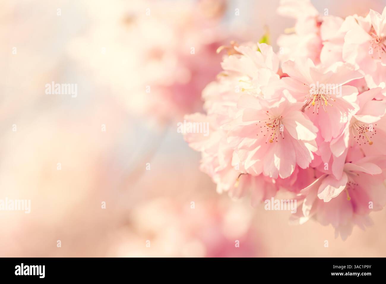 Sfondo rosa ciliegi in fiore. Immagini della primavera. Fiori tradizionali giapponesi Foto Stock