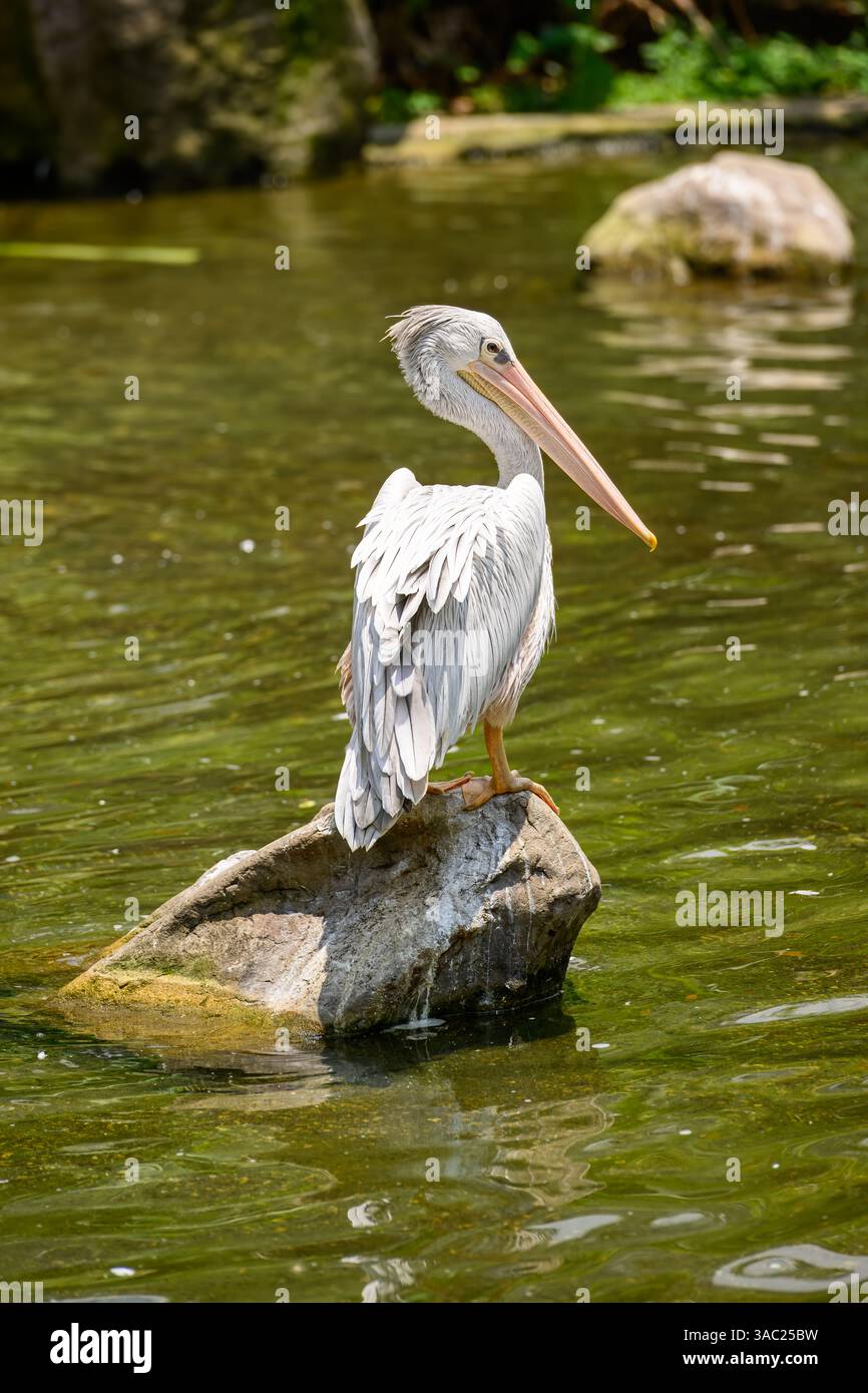Uno spot di pellicano addebitato su una roccia Foto Stock