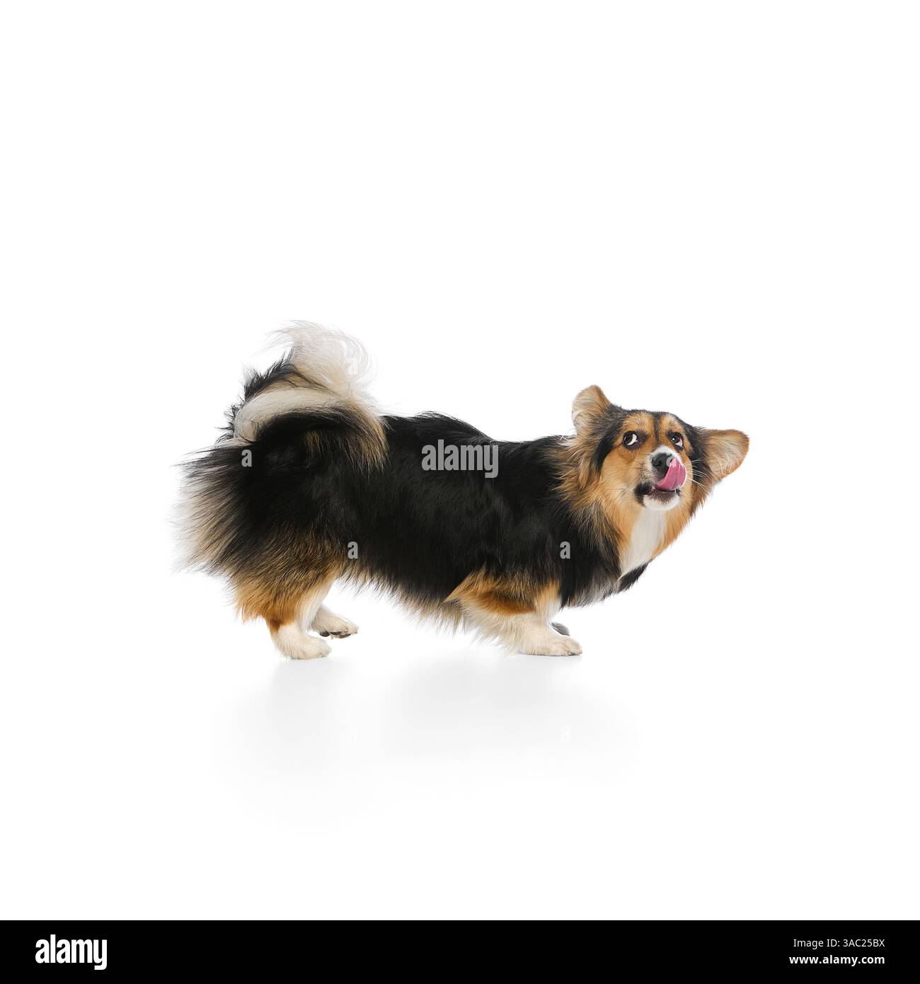 Corgi tricolore piegati in avanti con la lingua fuori e occhi curiosi su sfondo bianco. Concetto di comunicazione con animali domestici Foto Stock
