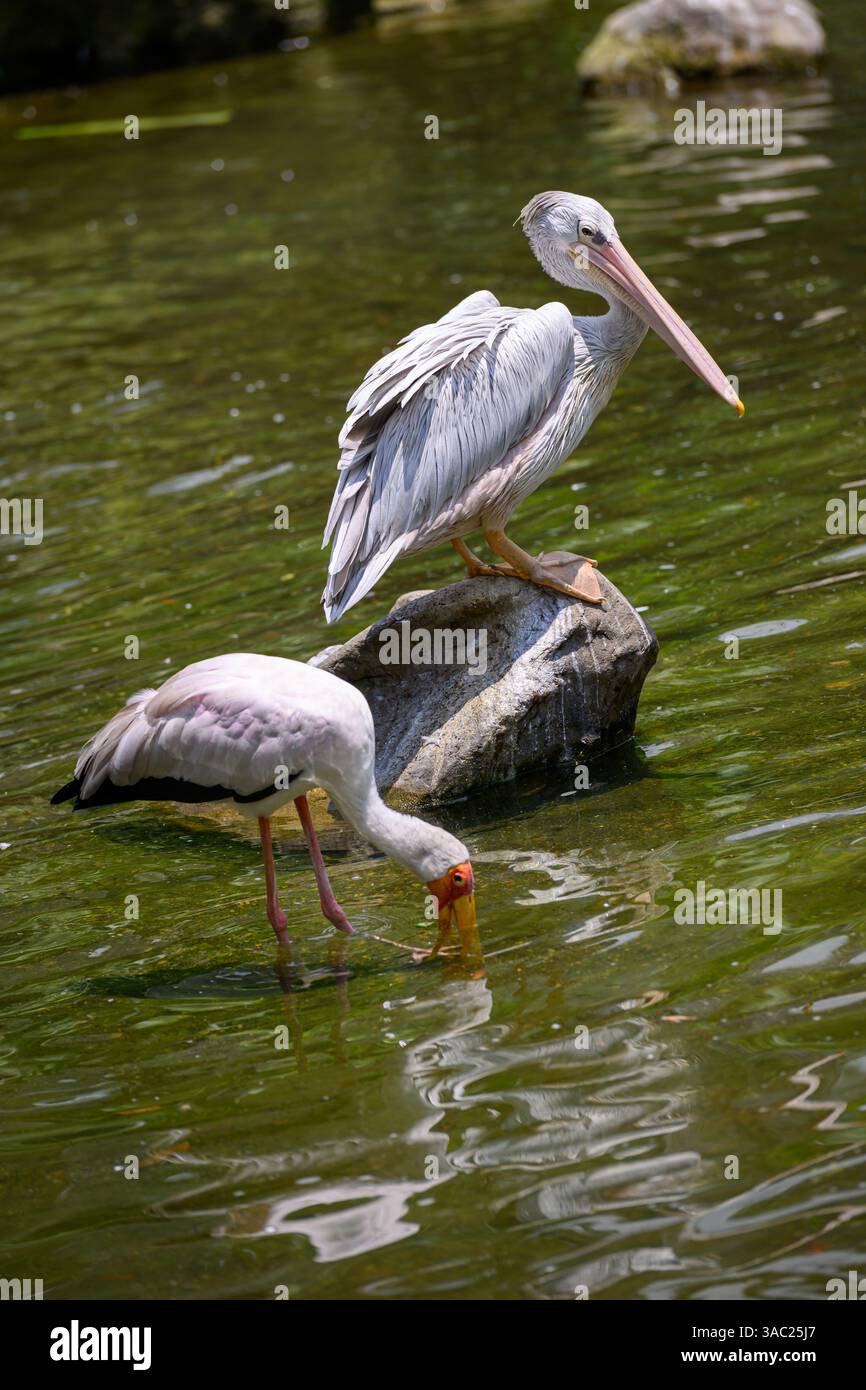 Uno spot di pellicano con fattura appoggiato su una roccia accanto a una cicogna dipinta Foto Stock