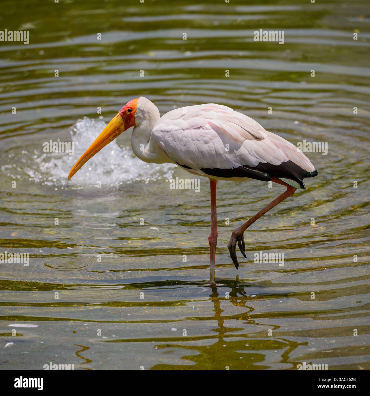 Una cicogna dipinta da pesca Foto Stock