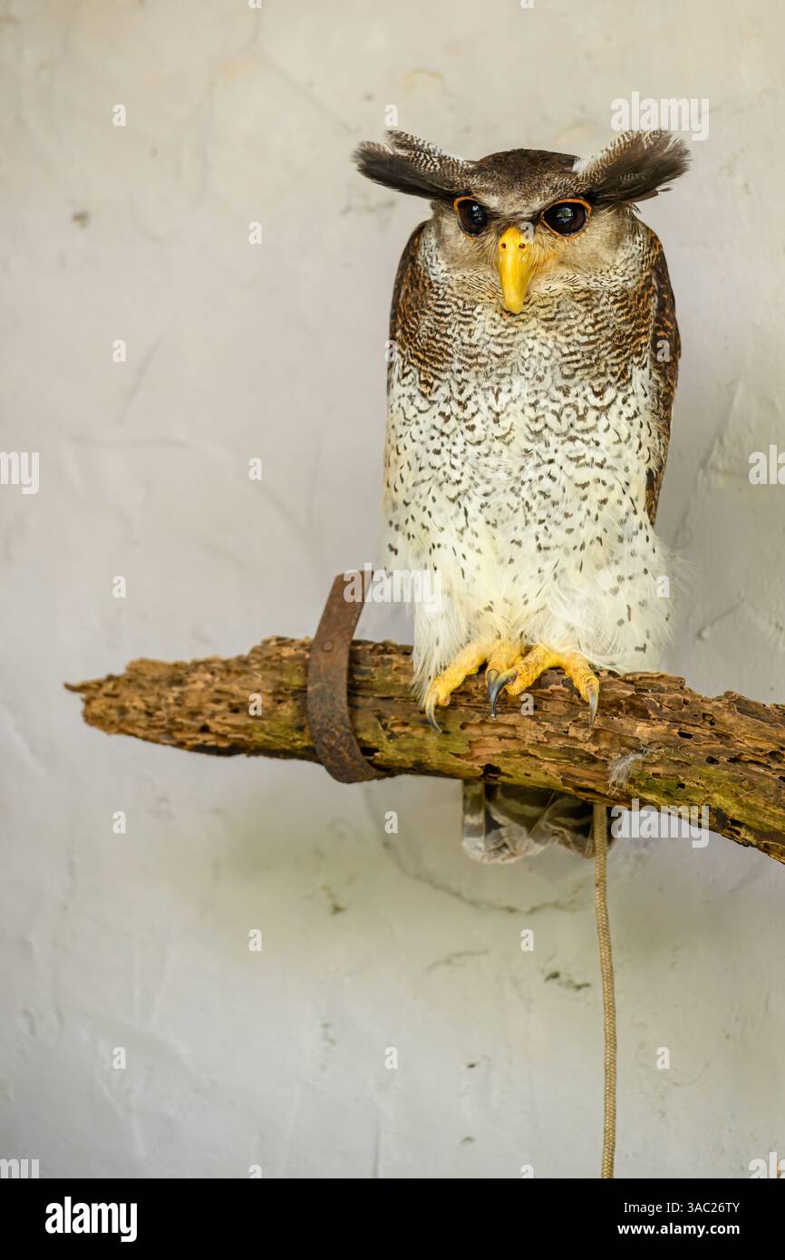Un gufo di aquila sbarrata a riposo (gufo di aquila malese) Foto Stock