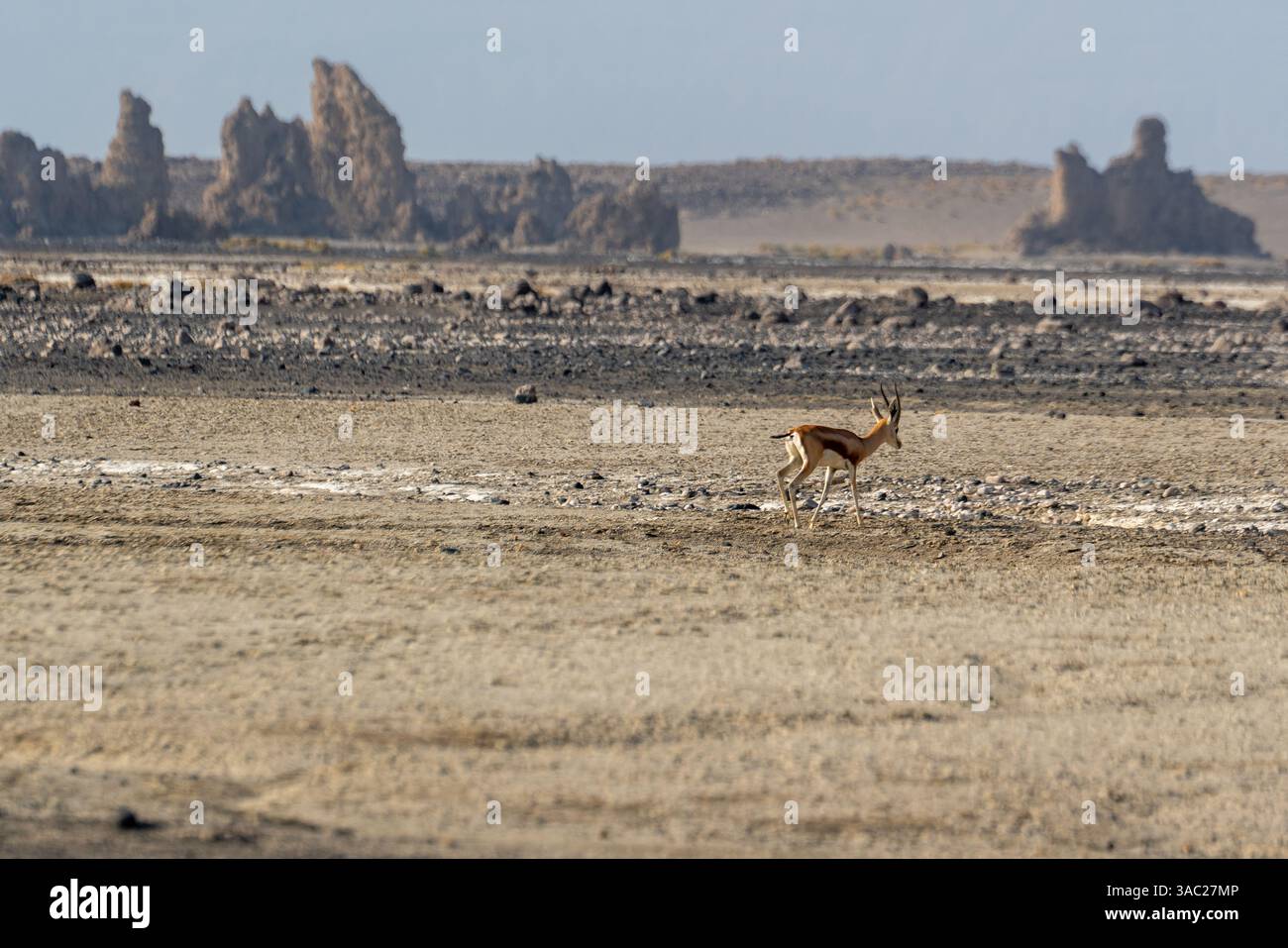 Gibuti, presso il lago salato Assal il sale viene trasportato dopo la raccolta da dromadari. Foto Stock