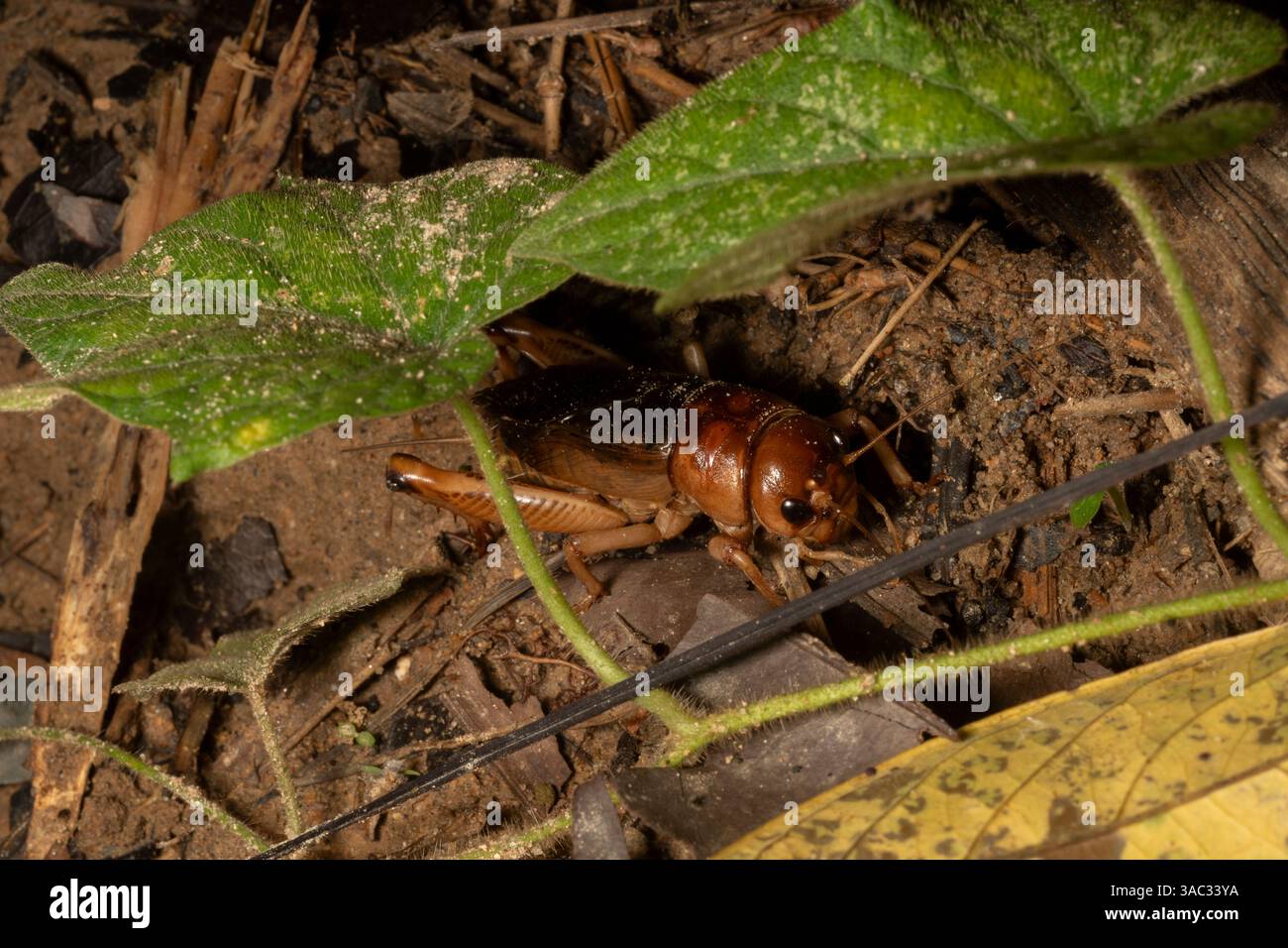 Rice Field cricket, Brown Field cricket, Large Brown cricket, Tarbinskiellus portentosus, Gryllidae, parco nazionale di Khao Sok. Thailandia, Asia Foto Stock