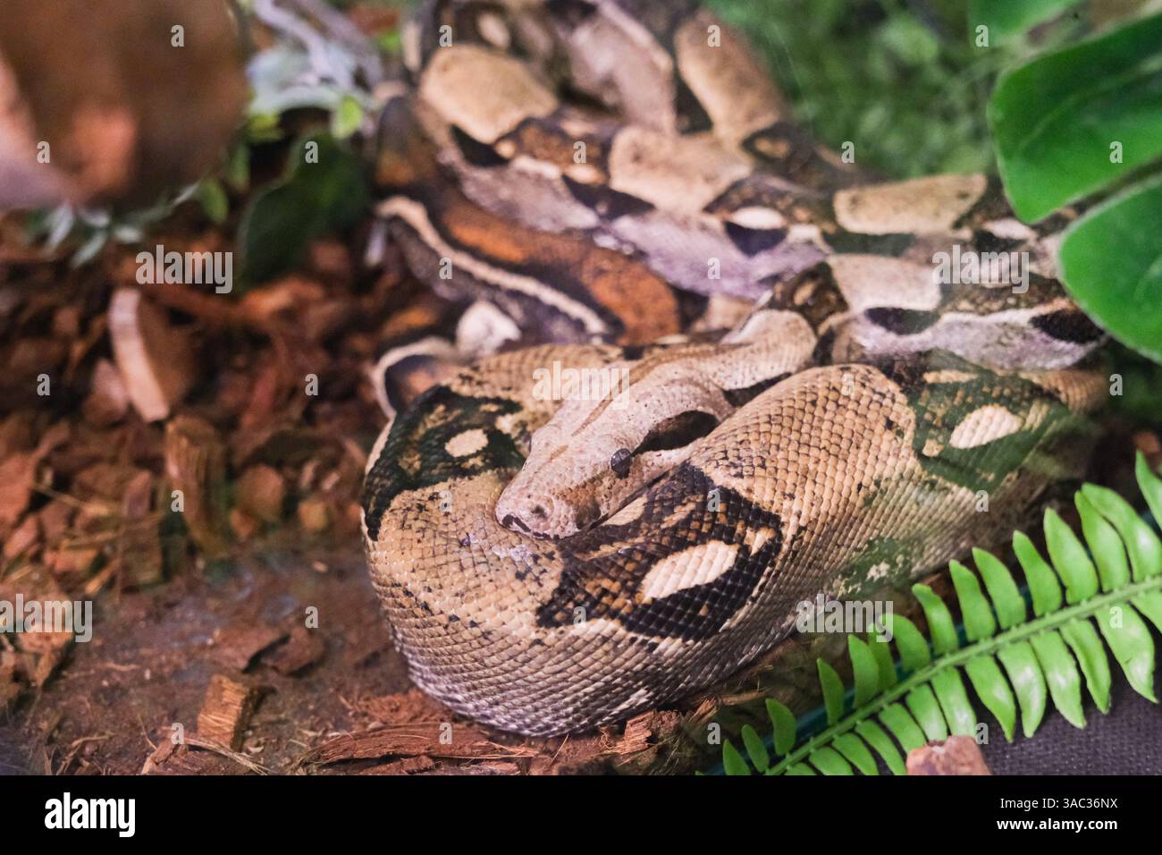 Un serpente sta sdraiando a terra con la testa abbassata. Il serpente è di colore marrone e nero Foto Stock