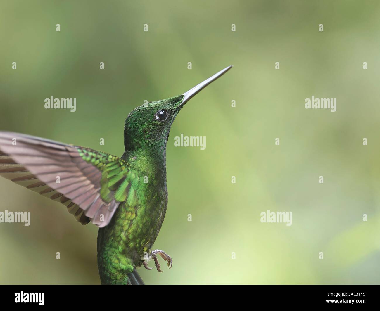 Imperatrice brillante Foto Stock
