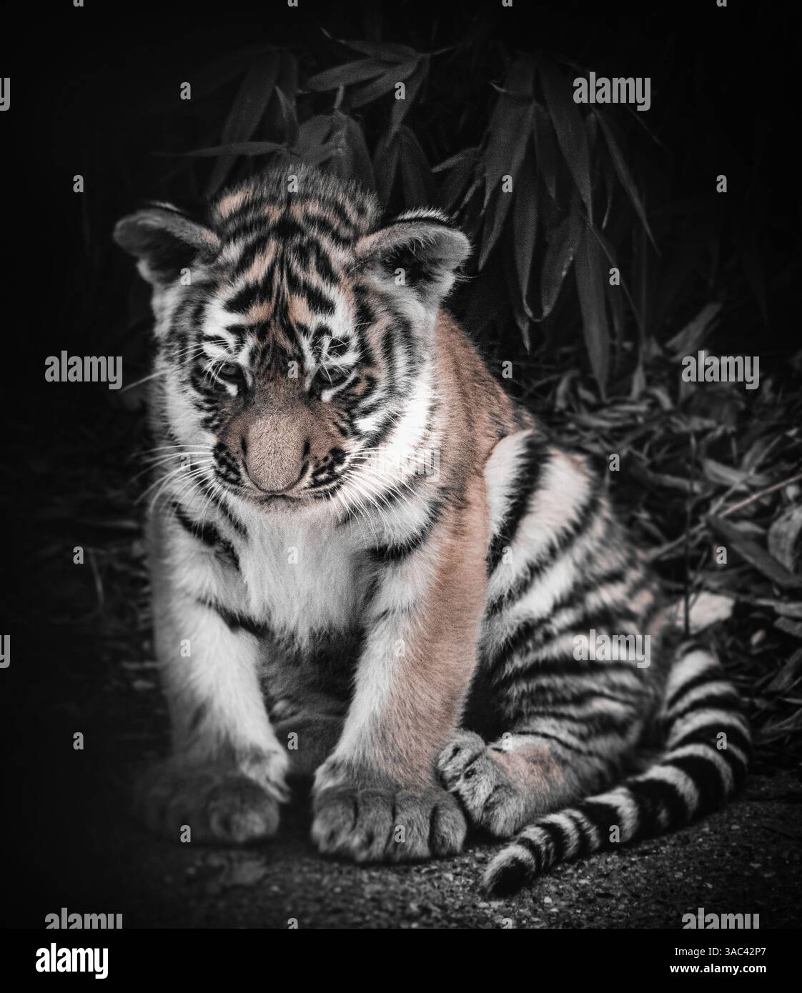 Tigre dell'Amur Foto Stock