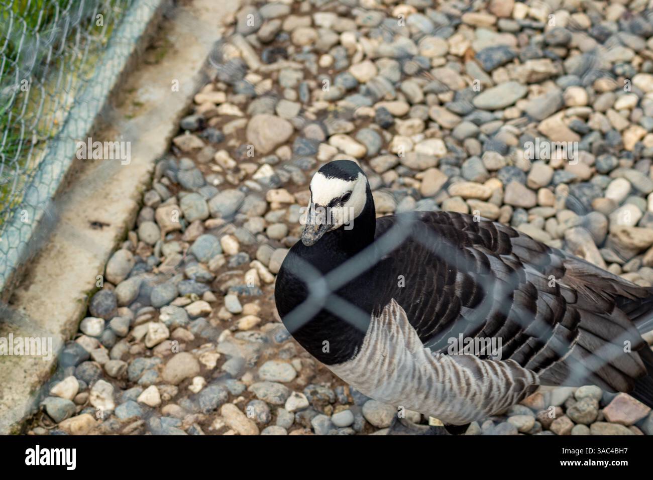 Primo piano di un Barnacle Goose con piumaggio bianco e nero dietro la rete metallica in cattività Foto Stock