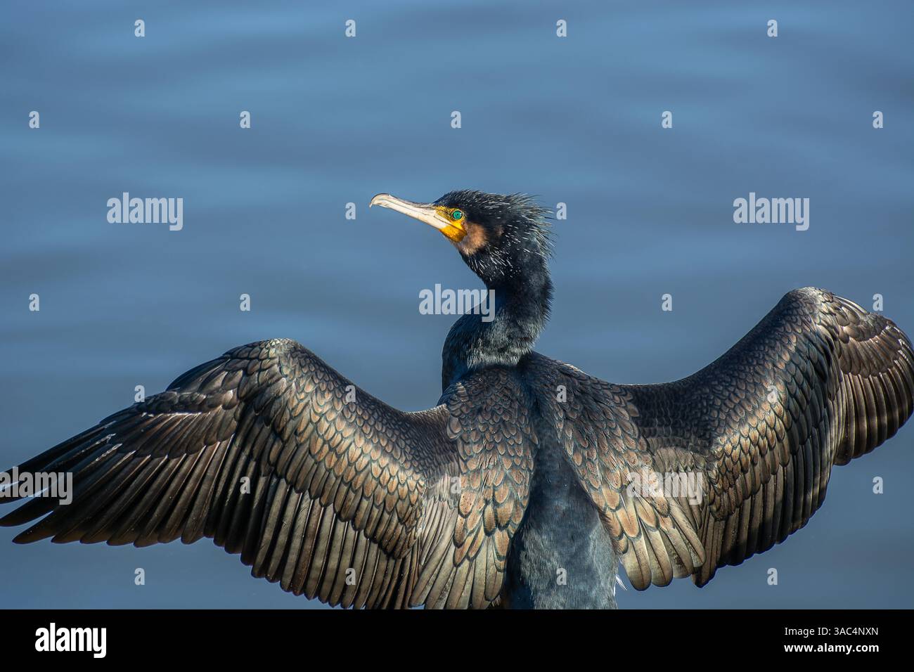 Cormorano (Phalacrocorax carbo) che asciuga le ali al sole, Londra, Regno Unito. Foto Stock
