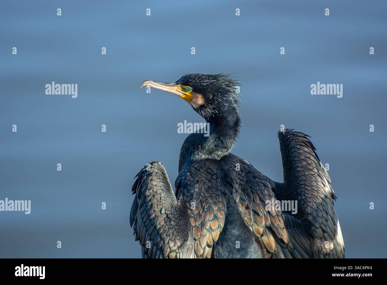 Cormorano (Phalacrocorax carbo) che asciuga le ali al sole, Londra, Regno Unito. Foto Stock