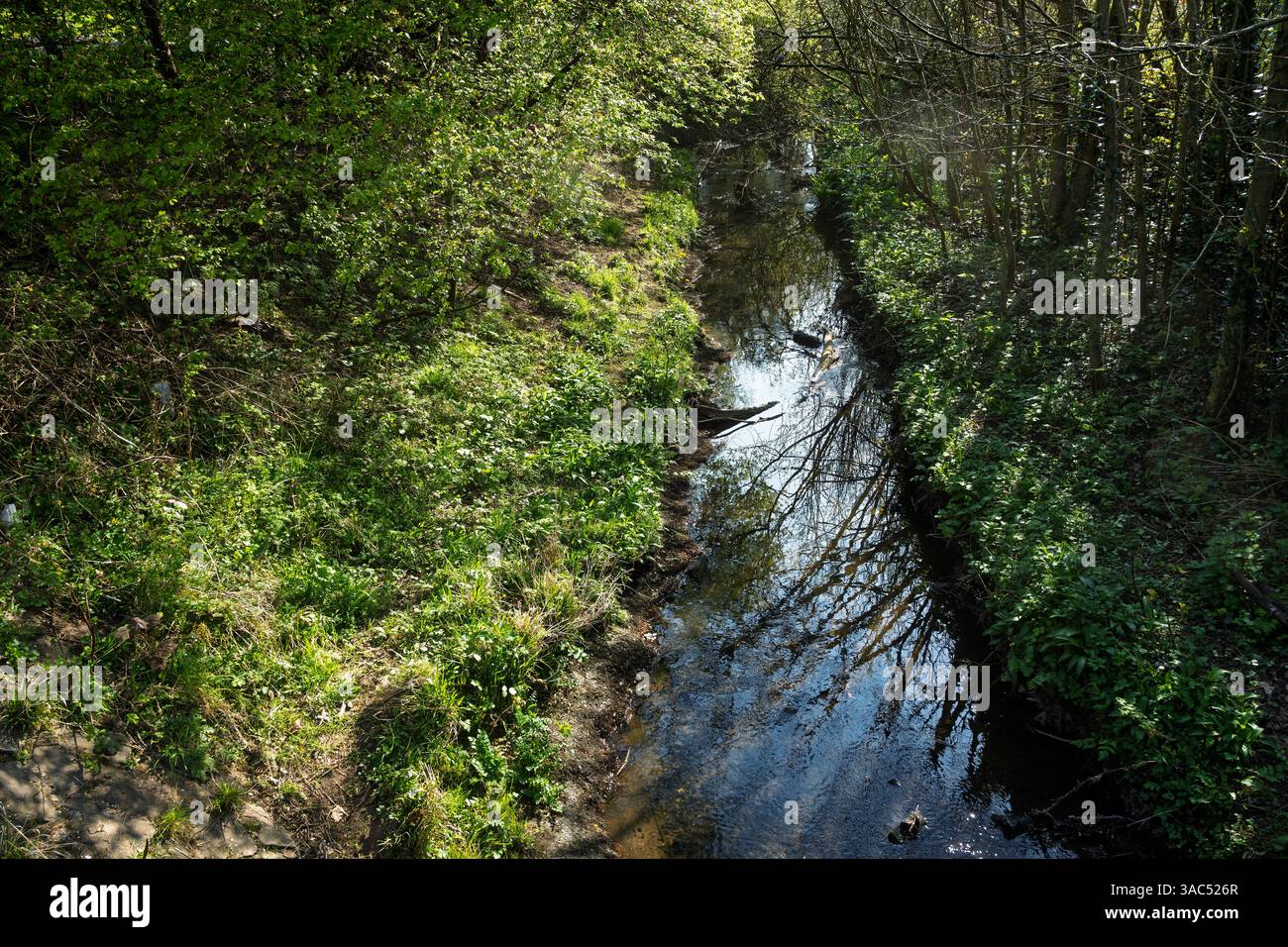 Mattinata di primavera verdeggiante vicino a un ruscello. Foto Stock