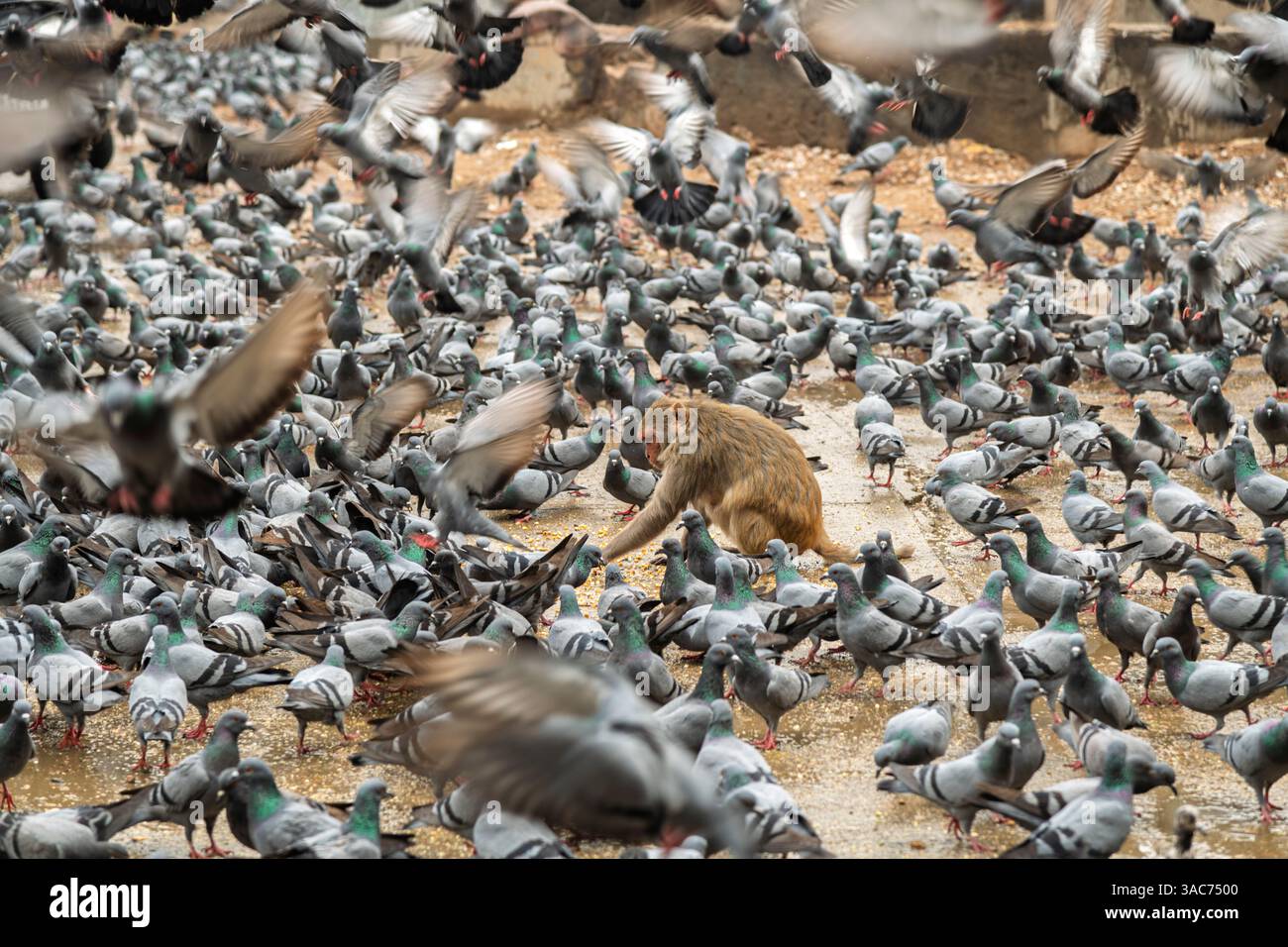 L'alimentazione delle scimmie tra i piccioni a Jaipur, India Foto Stock