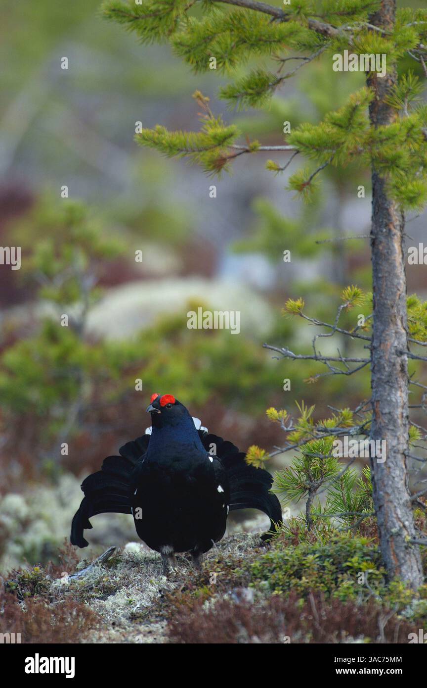 21 giugno 2004; Parco Nazionale di Hamra, SVEZIA; nidificazione attraverso l'Eurasia settentrionale nella brughiera e nelle paludi con alcuni alberi, il GALLO NERO (Tetrao tetrix) è un grande uccello sedentario, strettamente imparentato con la Gola Nera caucasica. Come per molti Gamebirds, il maschio è più grande della femmina e molto distintivo, con piumaggio nero, a parte le sopracciglia rosse e una barra alare bianca, e una coda a forma di lira, che appare forgiata in volo. La sua canzone è forte, frizzante e un po' simile a una colomba. La femmina è grigiastra-marrone e ha una chiamata di chiacchiere. Si assume tutte le responsabilità per nidificare e prendersi cura dei pulcini, così come lo è Foto Stock