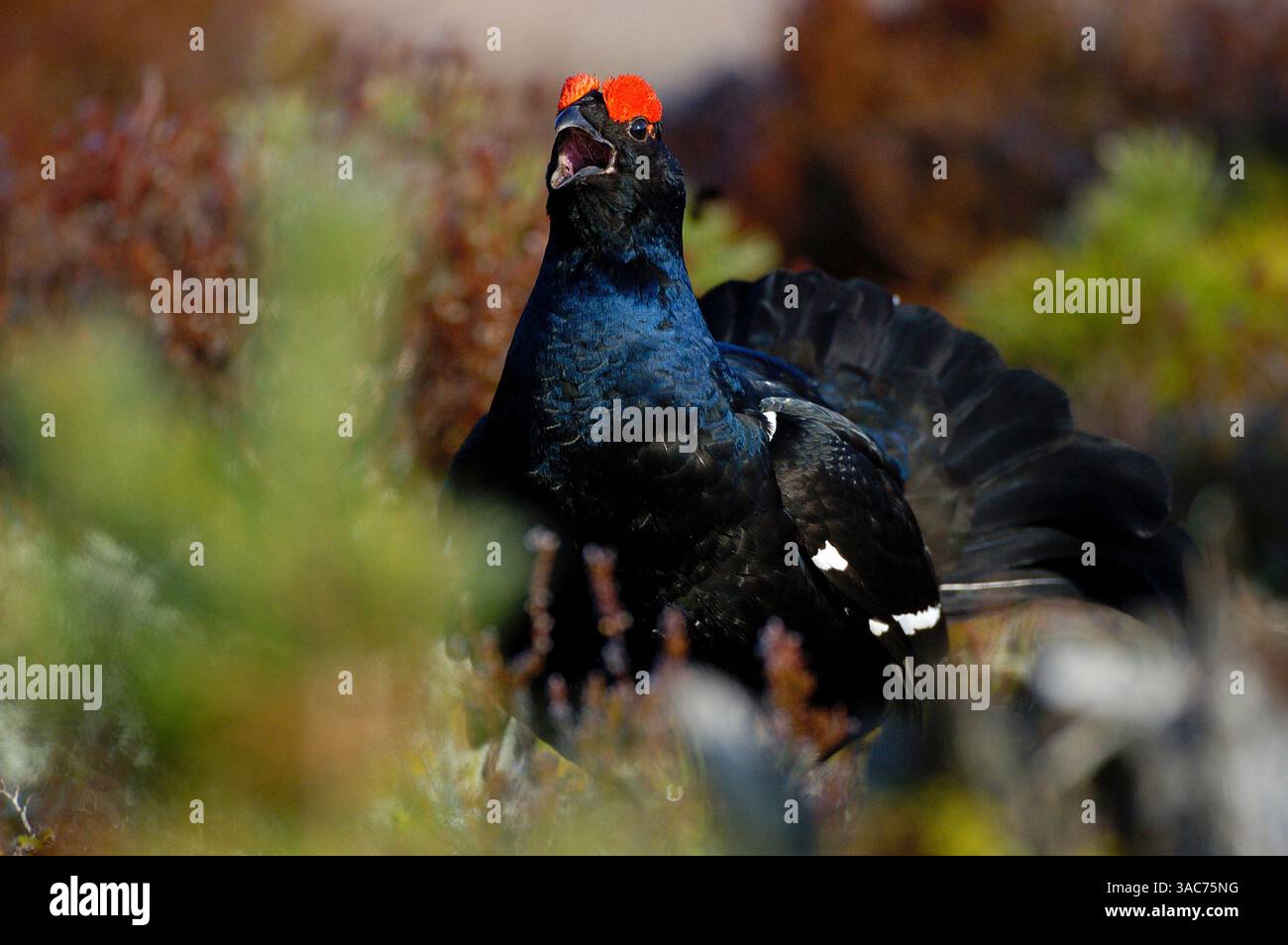21 giugno 2004; Parco Nazionale di Hamra, SVEZIA; nidificazione attraverso l'Eurasia settentrionale nella brughiera e nelle paludi con alcuni alberi, il GALLO NERO (Tetrao tetrix) è un grande uccello sedentario, strettamente imparentato con la Gola Nera caucasica. Come per molti Gamebirds, il maschio è più grande della femmina e molto distintivo, con piumaggio nero, a parte le sopracciglia rosse e una barra alare bianca, e una coda a forma di lira, che appare forgiata in volo. La sua canzone è forte, frizzante e un po' simile a una colomba. La femmina è grigiastra-marrone e ha una chiamata di chiacchiere. Si assume tutte le responsabilità per nidificare e prendersi cura dei pulcini, così come lo è Foto Stock