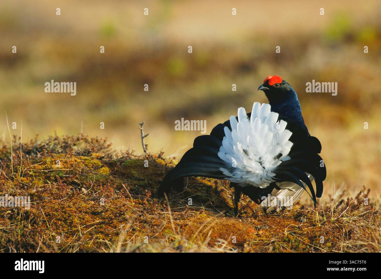21 giugno 2004; Parco Nazionale di Hamra, SVEZIA; nidificazione attraverso l'Eurasia settentrionale nella brughiera e nelle paludi con alcuni alberi, il GALLO NERO (Tetrao tetrix) è un grande uccello sedentario, strettamente imparentato con la Gola Nera caucasica. Come per molti Gamebirds, il maschio è più grande della femmina e molto distintivo, con piumaggio nero, a parte le sopracciglia rosse e una barra alare bianca, e una coda a forma di lira, che appare forgiata in volo. La sua canzone è forte, frizzante e un po' simile a una colomba. La femmina è grigiastra-marrone e ha una chiamata di chiacchiere. Si assume tutte le responsabilità per nidificare e prendersi cura dei pulcini, così come lo è Foto Stock