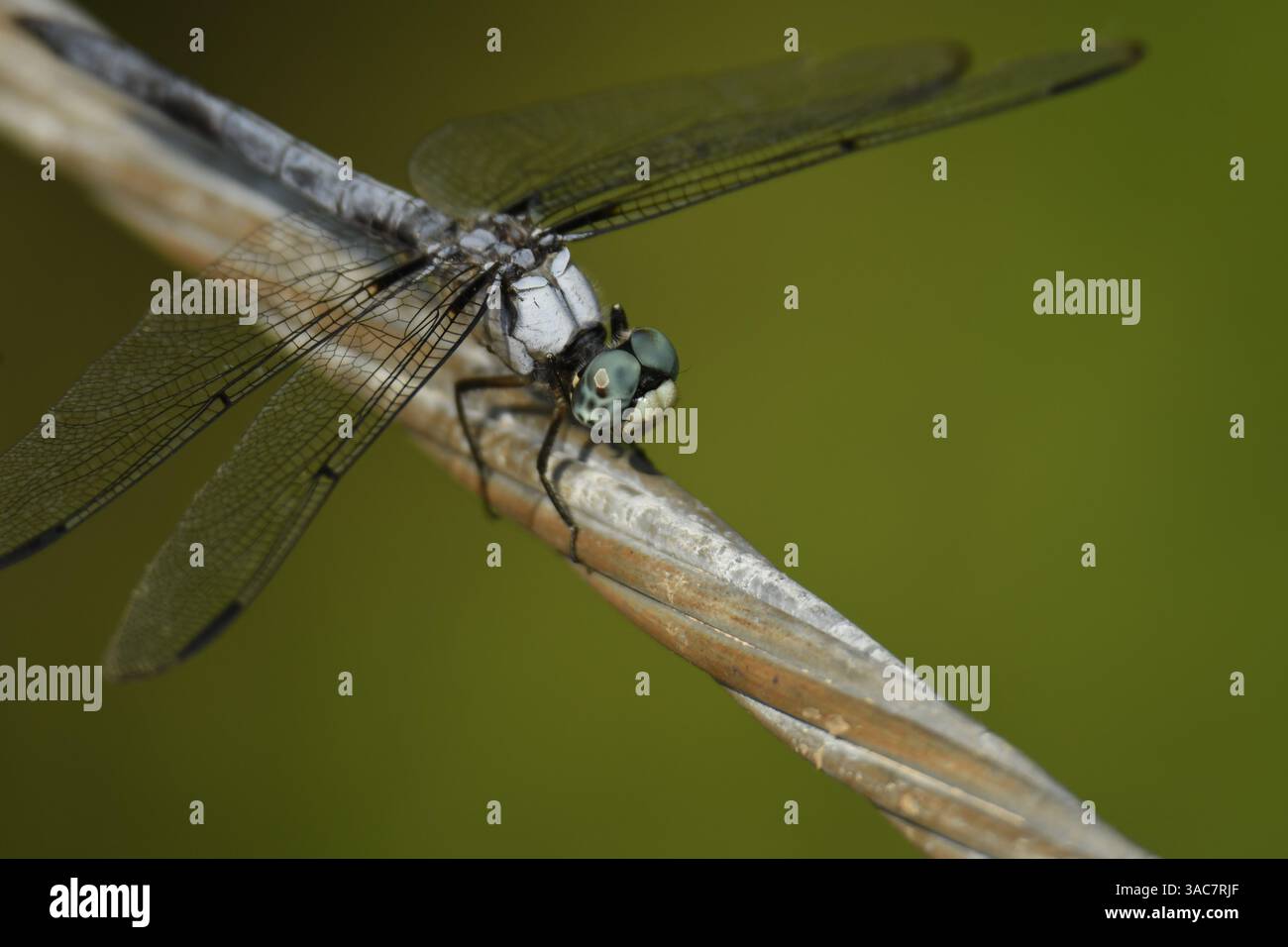 Primo piano di Blue Dasher Dragonfly su un ramoscello a bassa profondità di campo Foto Stock