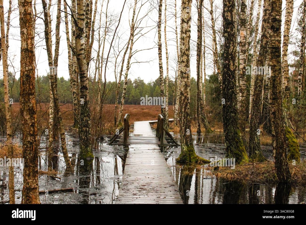 Sentiero in legno attraverso il paesaggio inondato della foresta di betulle. Il lungomare attraversa la tranquilla foresta di betulle allagata, l'atmosfera tranquilla, la prospettiva centrata, l'angolazione bassa, Foto Stock Sentiero in legno attraverso il paesaggio inondato della foresta di betulle. Il lungomare attraversa la tranquilla foresta di betulle allagata, l'atmosfera tranquilla, la prospettiva centrata, l'angolazione bassa, Foto Stock