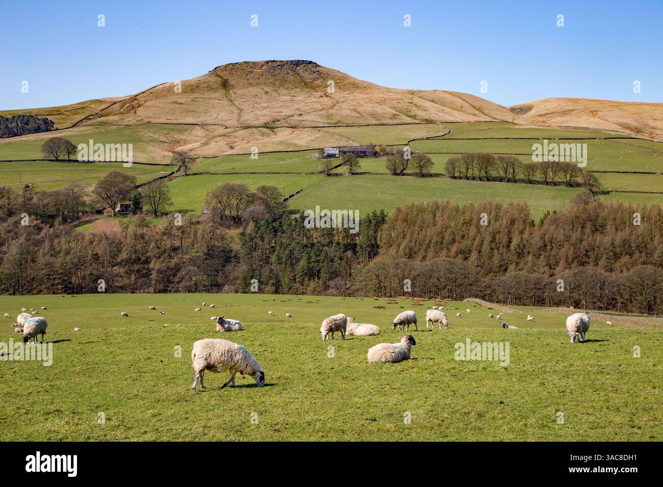 Pecore al pascolo sotto la collina di Shutlingsloe vicino al villaggio di Wildboarclough nel Peak District uno dei punti più alti in Cheshire Inghilterra Foto Stock