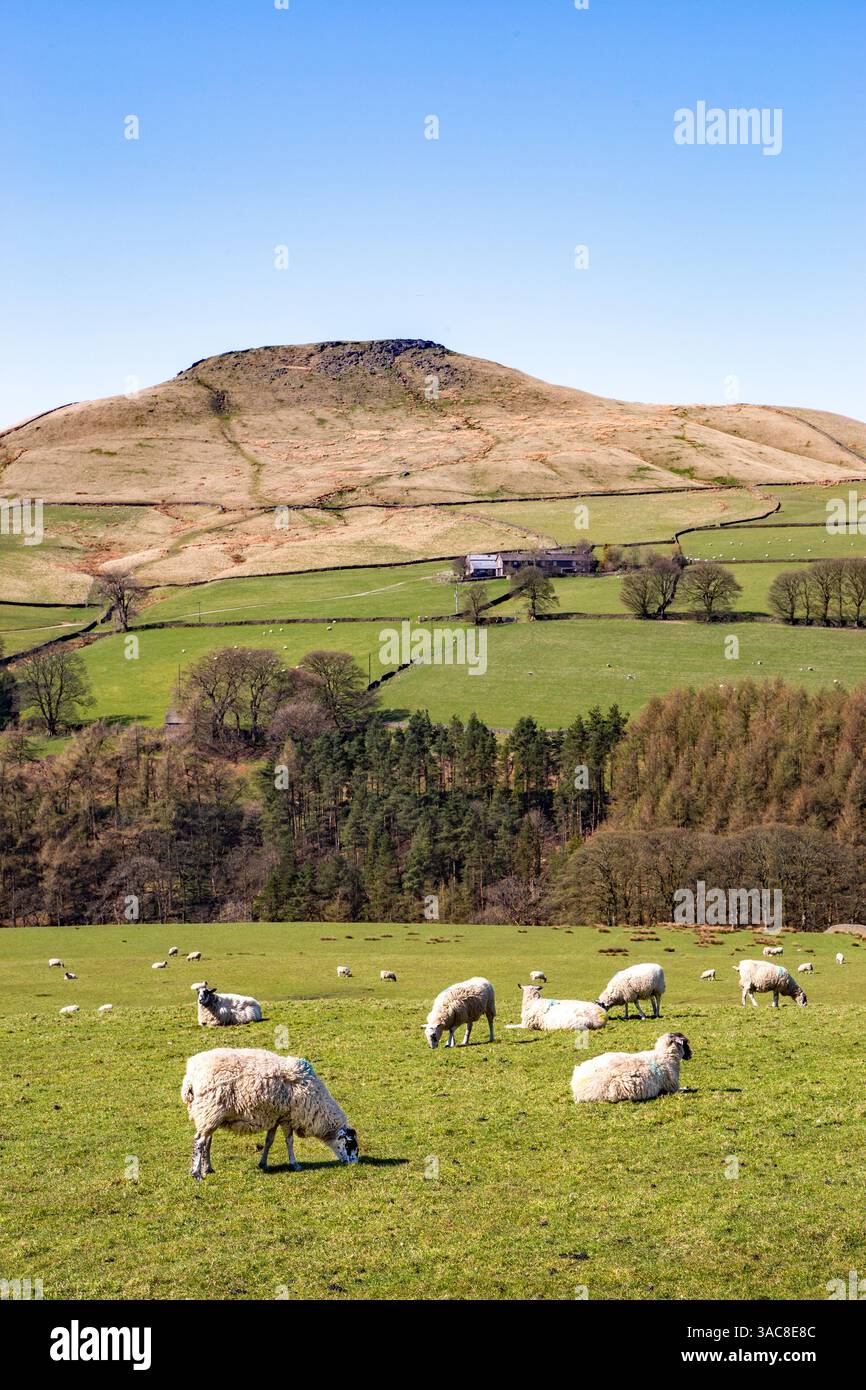 Pecore al pascolo sotto la collina di Shutlingsloe vicino al villaggio di Wildboarclough nel Peak District uno dei punti più alti in Cheshire Inghilterra Foto Stock