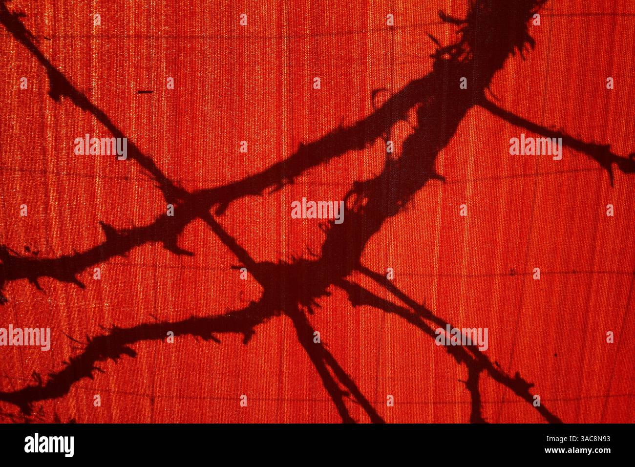Ombra astratta di una vite su un parasole rosso Foto Stock
