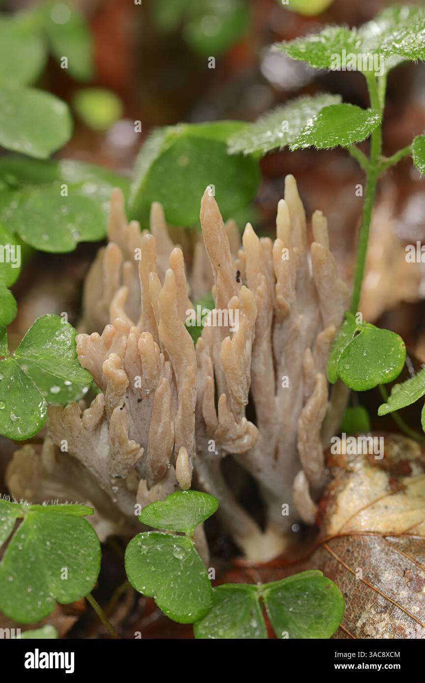 Ashy Coral Mushroom, Grey Coral, Gray Coral (Clavulina cinerea), Germania | Graue Koralle, Grauer Korallenpilz (Clavulina cinerea), Deutschland Foto Stock