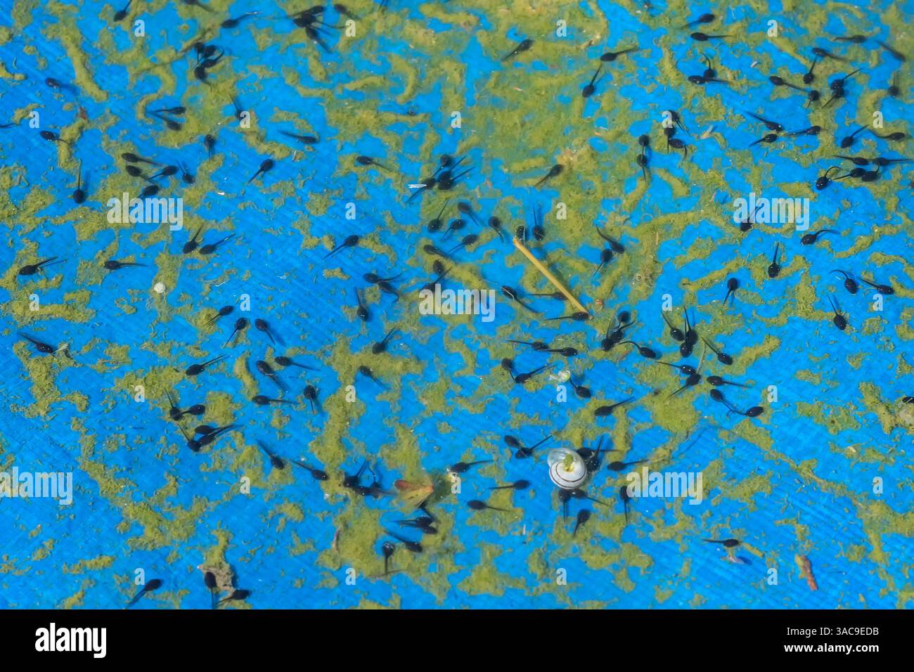 Decine di tadpole del rospo comune, bufo bufo, nuotano nelle acque poco profonde Foto Stock