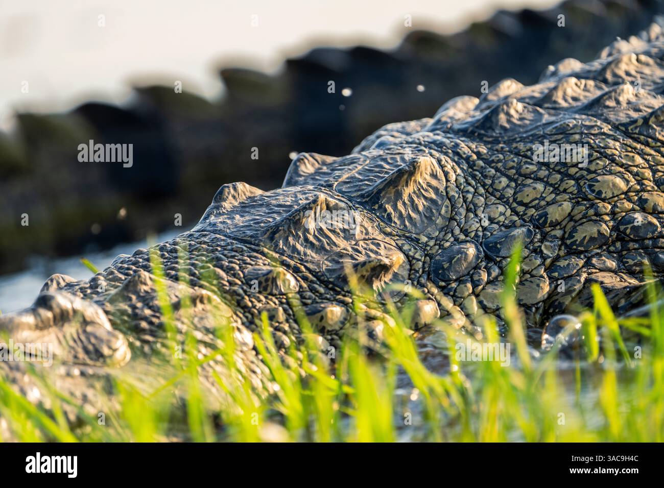 Pelle di coccodrillo del Nilo, Crocodylus niloticus, primo piano della pelle, di coccodrillo vivo che riposa sulla riva del fiume Chobe. Parco nazionale del Chobe, Botswana, Africa Foto Stock