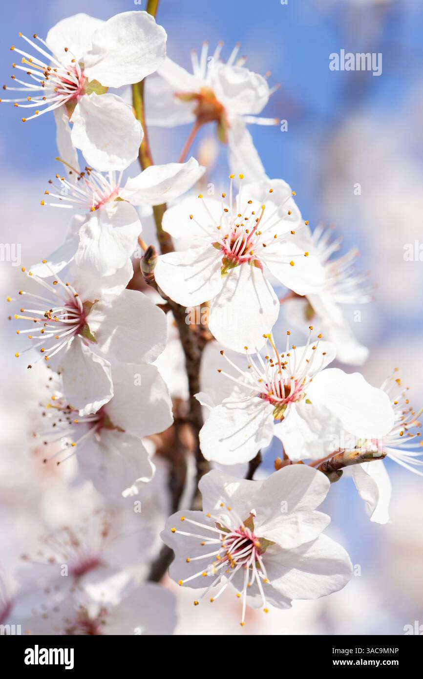 Un primo piano di delicati fiori bianchi su un ramo d'albero, con vivaci stami rosa e punte di polline dorate. Il cielo blu tenue sullo sfondo migliora Foto Stock
