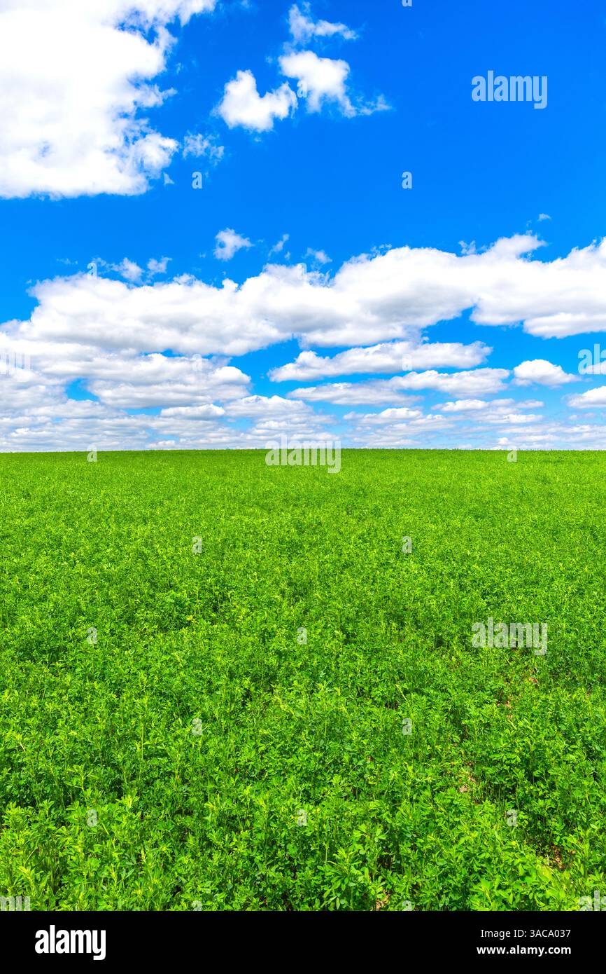 Campo di coltura di leguminose da foraggio leguminose Alfalfa / Lucerna (Fabaceae) "stallatico verde" nella regione sud-Touraine della Francia centrale. Foto Stock