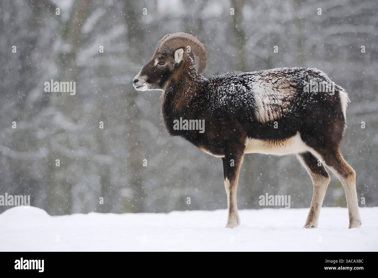Mouflon europeo (Ovis gmelini musimon, Ovis orientalis musimon), maschio in inverno | Europäischer Mufflon Foto Stock