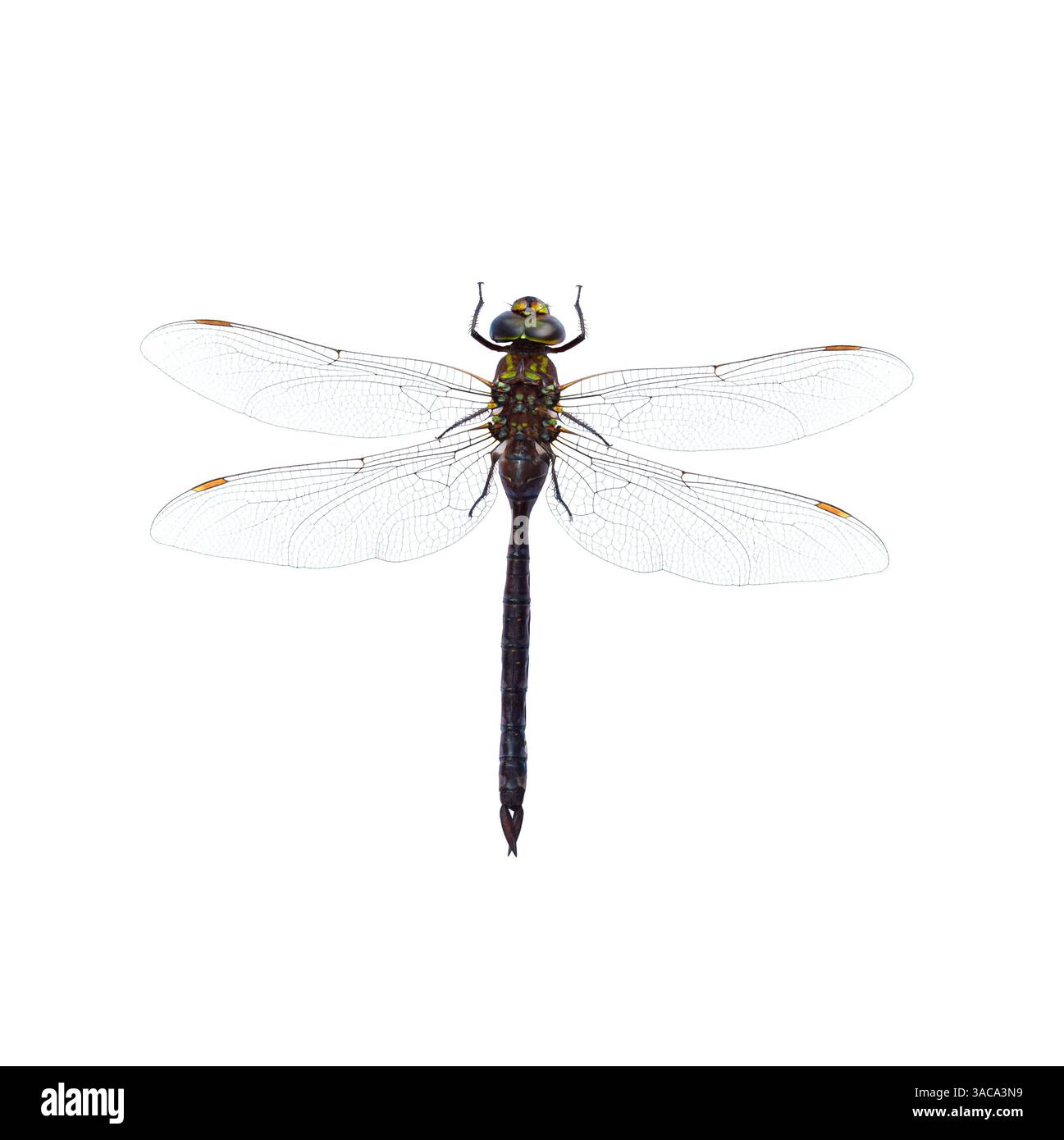 Canada Darner, Aeshna canadensis insetto di libellula isolato ritaglio su bianco Foto Stock