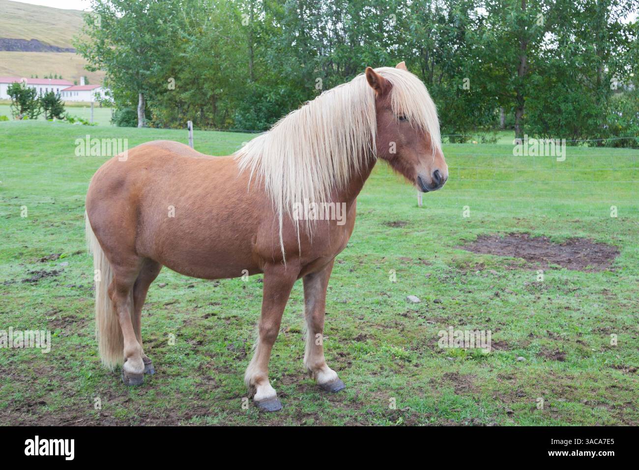 Il cavallo islandese con allevamento sullo sfondo in Islanda. Il cavallo islandese è una razza di cavallo sviluppata in Islanda Foto Stock