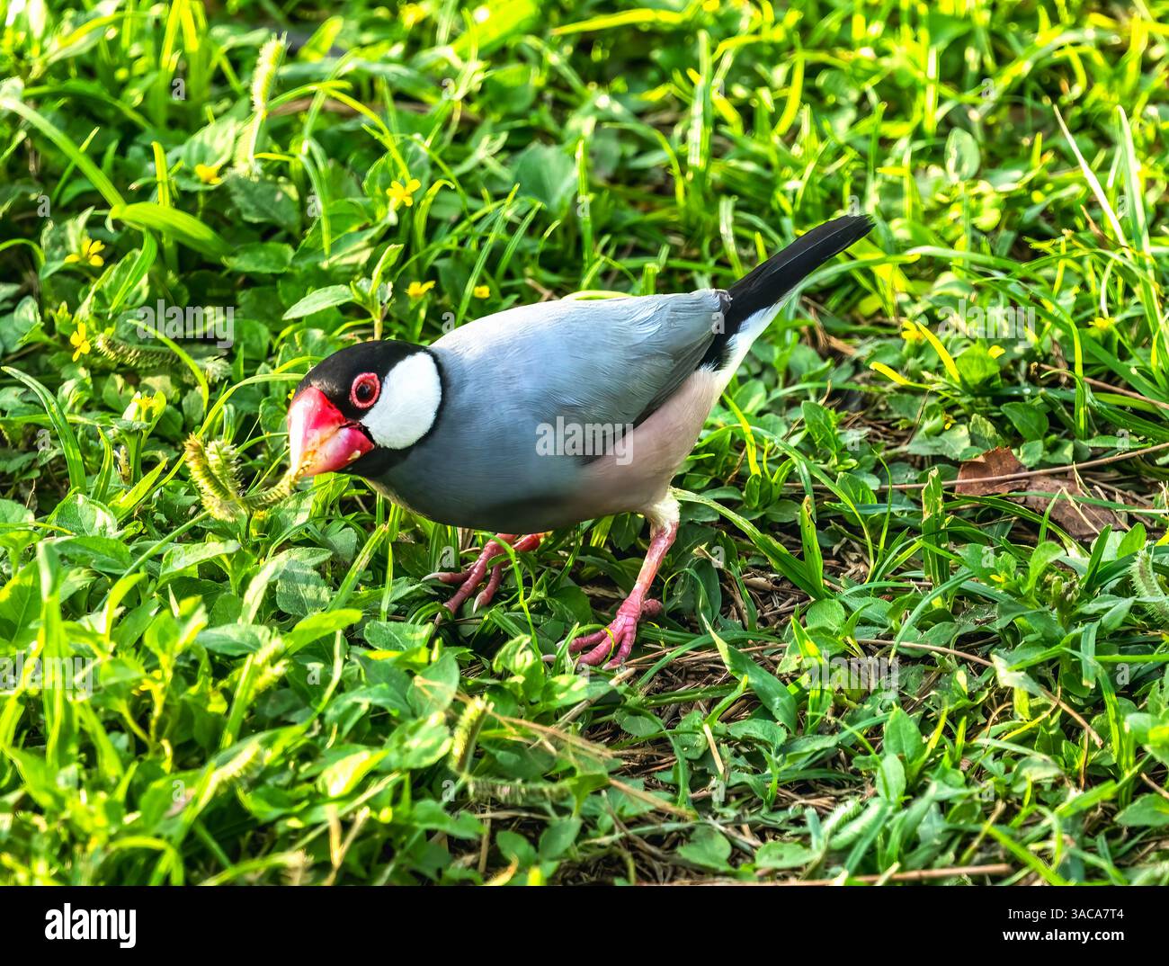 Colorato passero Giava Finch Lonchura oryzivora Waikiki Honolulu Hawaii originario dell'Indonesia, introdotto alle Hawaii Foto Stock