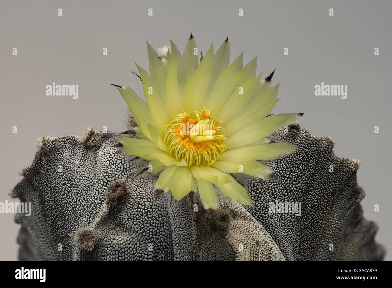 Primo piano del cactus Astrophytum myriostigma in fiore con maggiore profondità di campo. Foto Stock