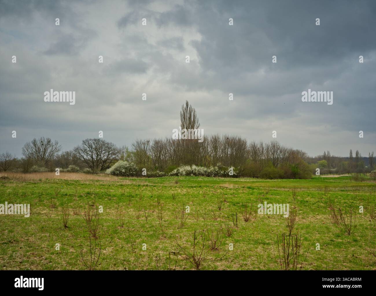 Paesaggio dell'Europa centrale di prati verdi con boschetti, cespugli bianchi in fiore e alcuni alberi con un cielo chiaro nuvoloso, formato digitale medio Foto Stock