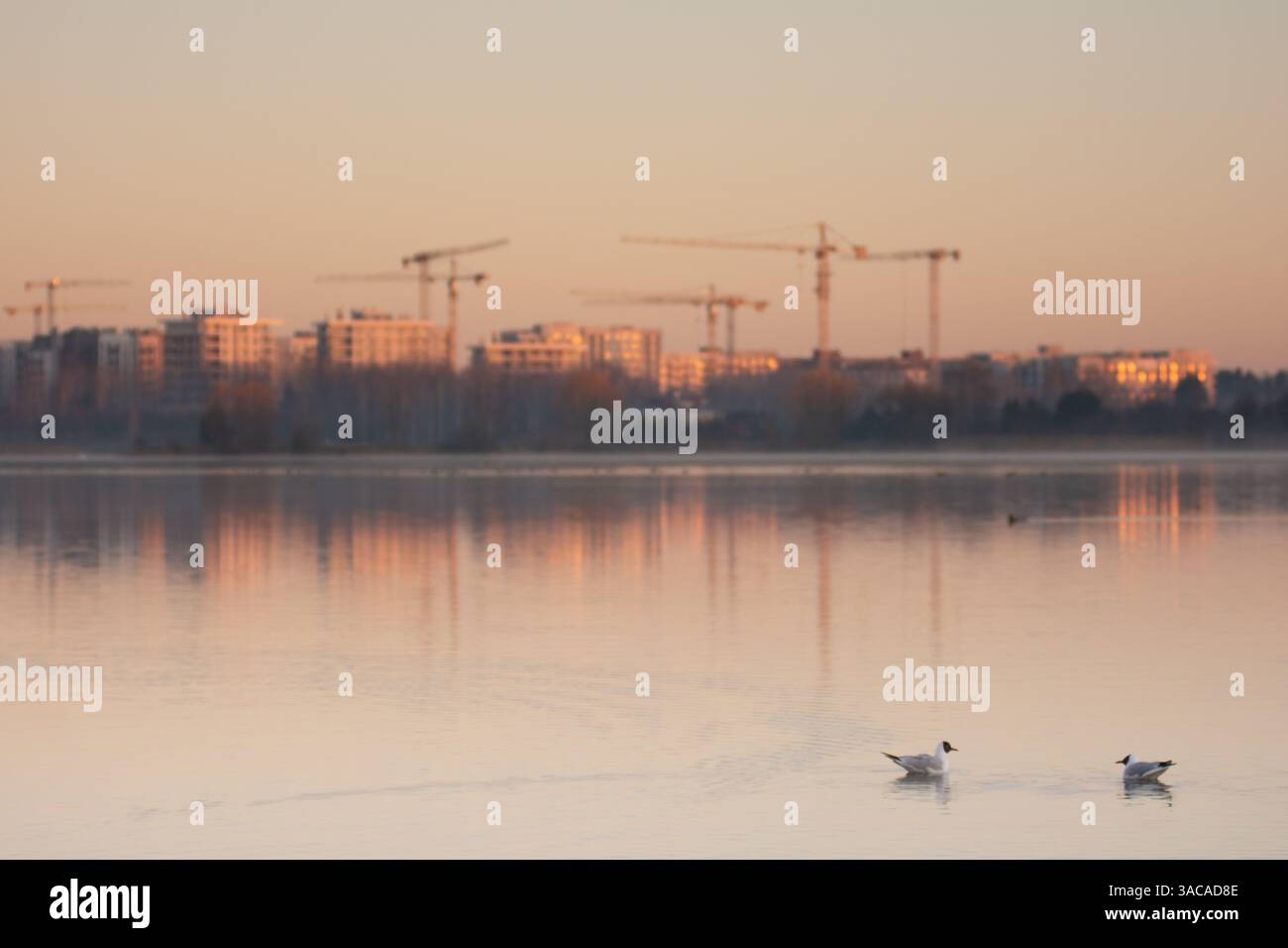 Gull sullo sfondo di case in costruzione all'alba Foto Stock