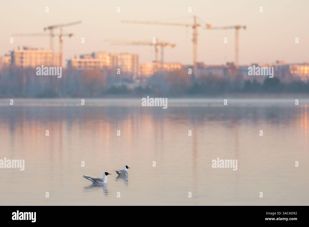 Gull sullo sfondo di case in costruzione all'alba Foto Stock