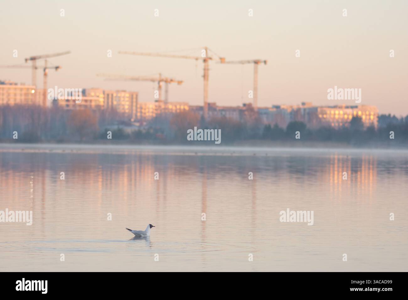 Gull sullo sfondo di case in costruzione all'alba Foto Stock