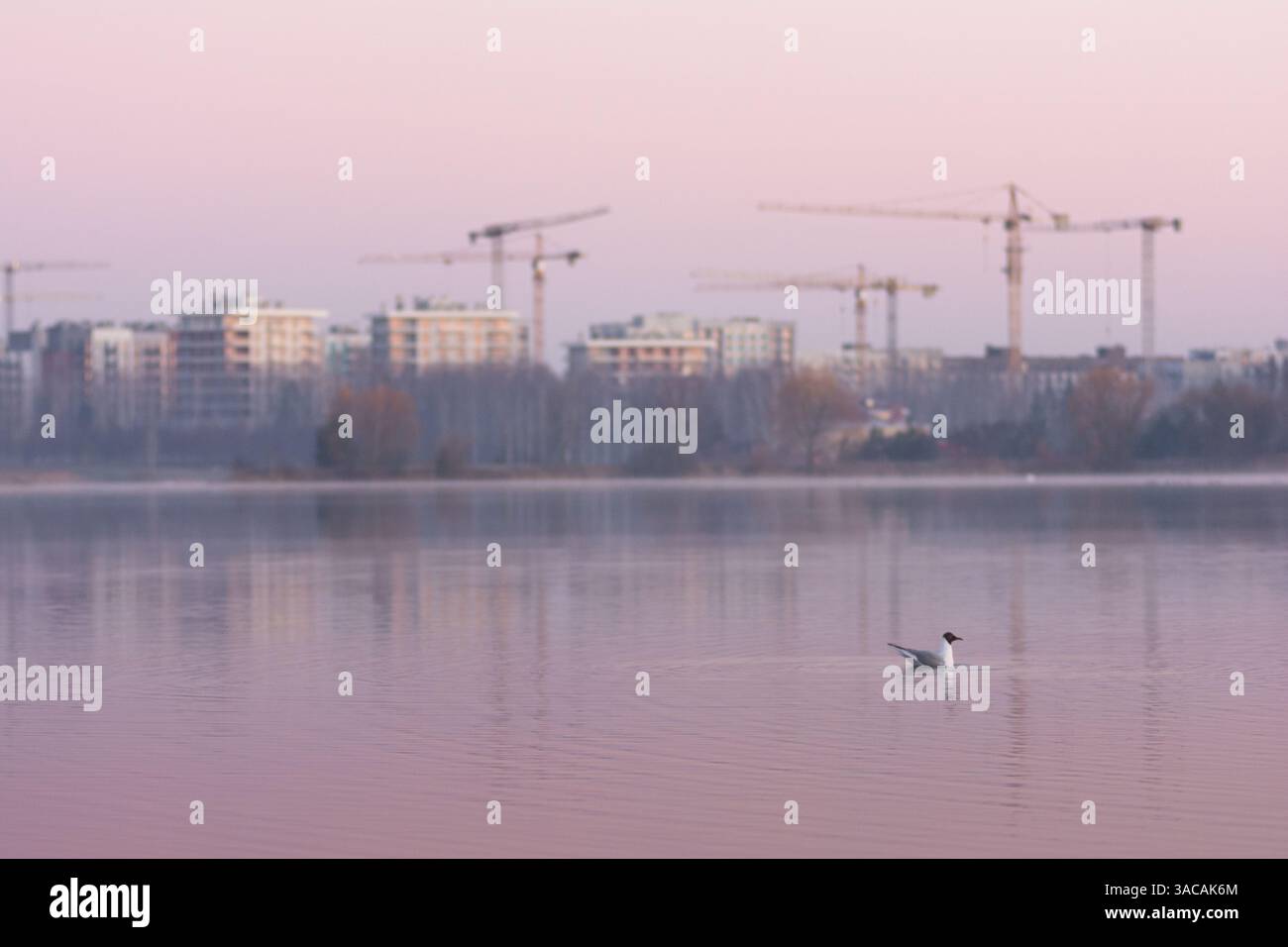 Gull sullo sfondo di case in costruzione all'alba Foto Stock