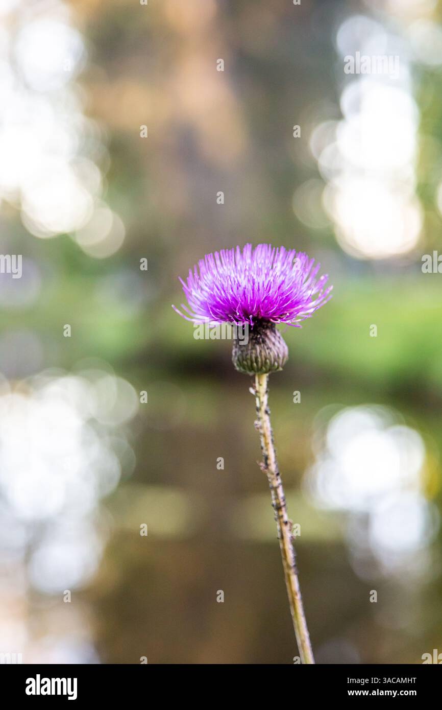 Fiori di cardo viola, primo piano. Silybum marianum pianta di rimedio a base di erbe. Il Cardo di Santa Maria fiorisce di rosa. Mary Thistle, i fiori di Cardus marianus. Foto Stock