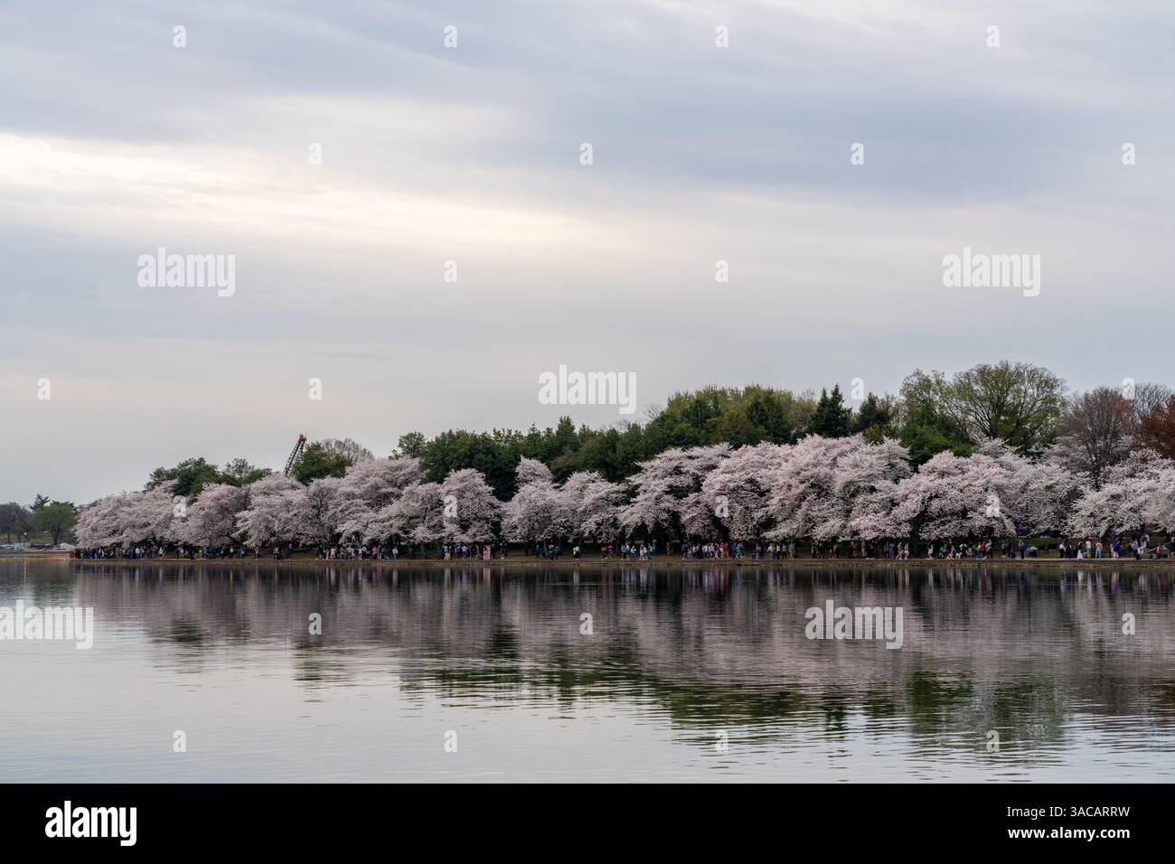 Washington D.C. - marzo 29 2025: Fioritura dei ciliegi lungo il bacino delle maree a Washington D.C. con grandi folle Foto Stock