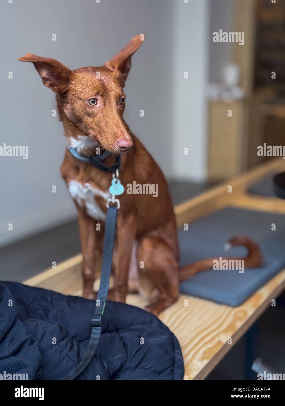 Ritratto di un simpatico e timido cane spagnolo Podenco in piedi su un sedile in un bar Foto Stock