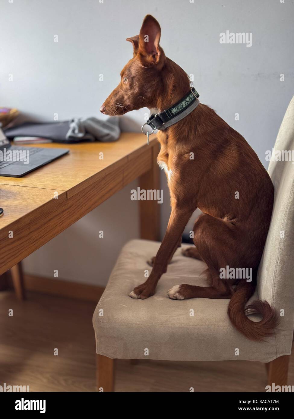 Ritratto di un cane spagnolo Podenco salvato in piedi su una sedia Foto Stock