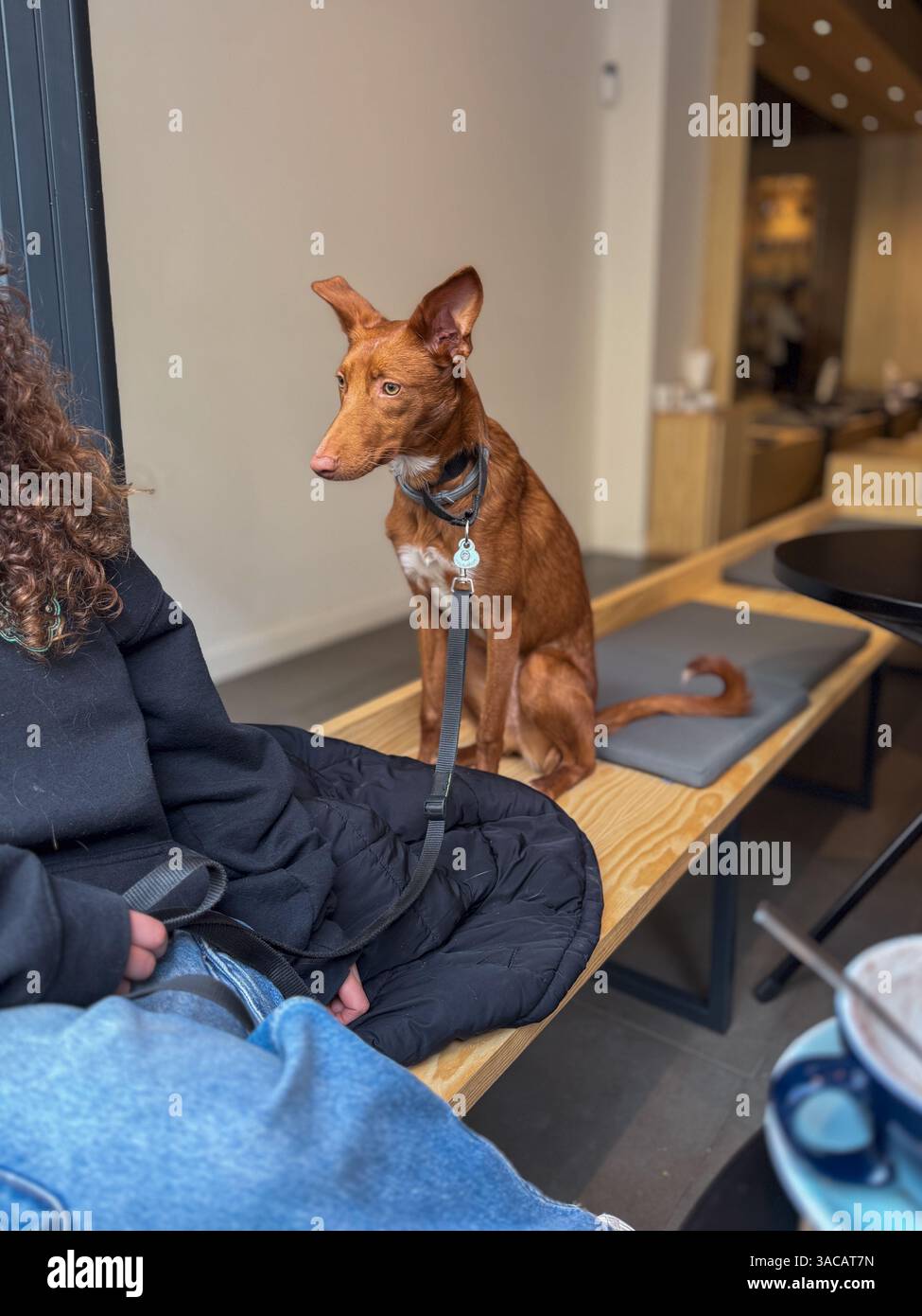 Ritratto di un simpatico e timido cane spagnolo Podenco in piedi su un posto in un bar dal suo proprietario Foto Stock