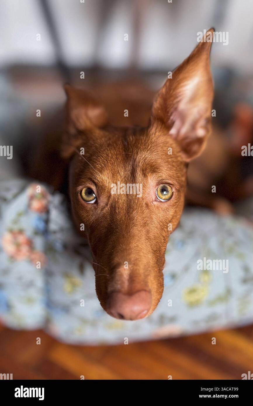 Primo piano ritratto di un cane spagnolo Podenco salvato che si stende sul letto di casa, guardando la fotocamera con un orecchio rivolto verso l'alto Foto Stock